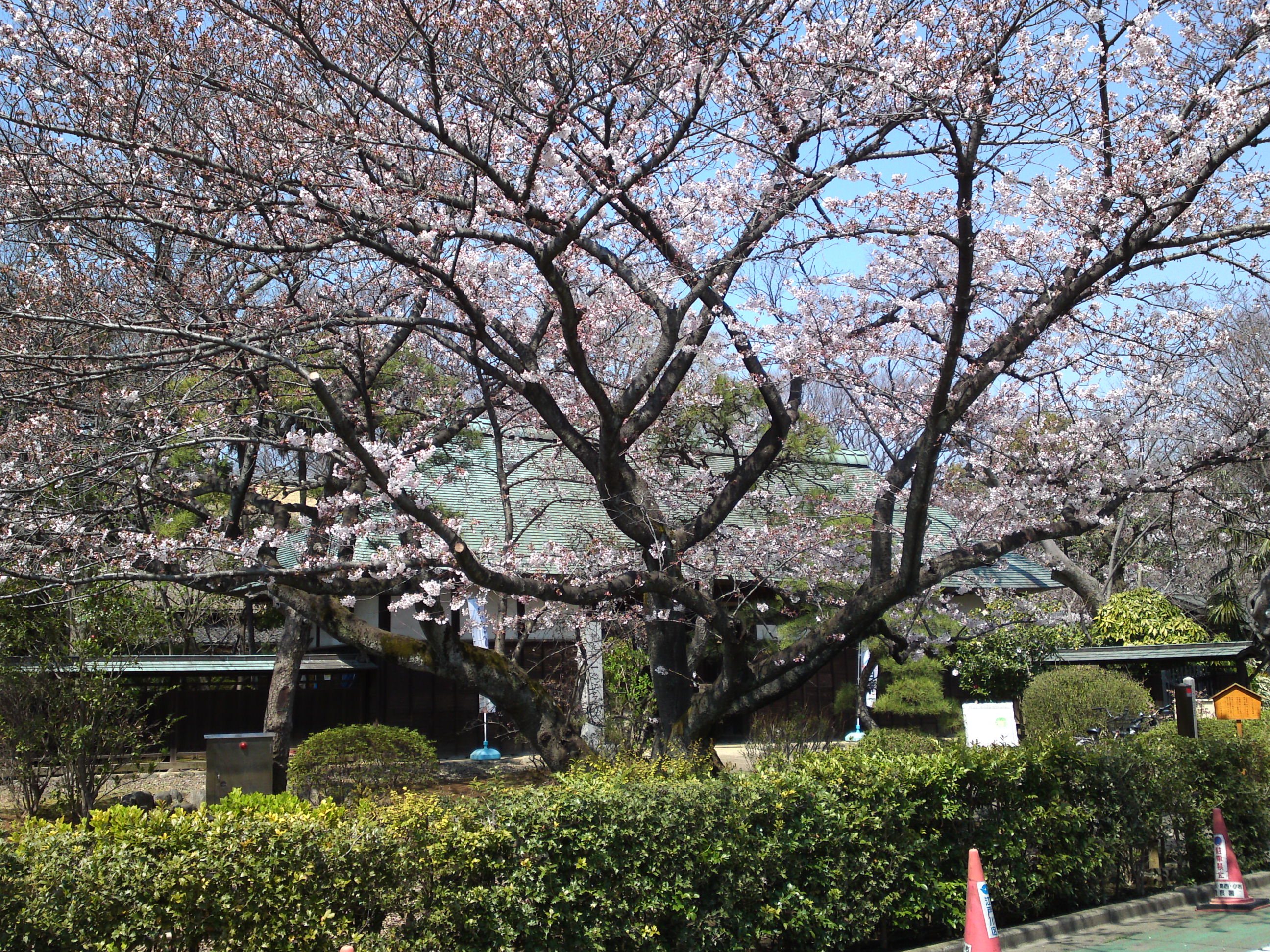 2017年春一之江名主屋敷に咲く桜の花１