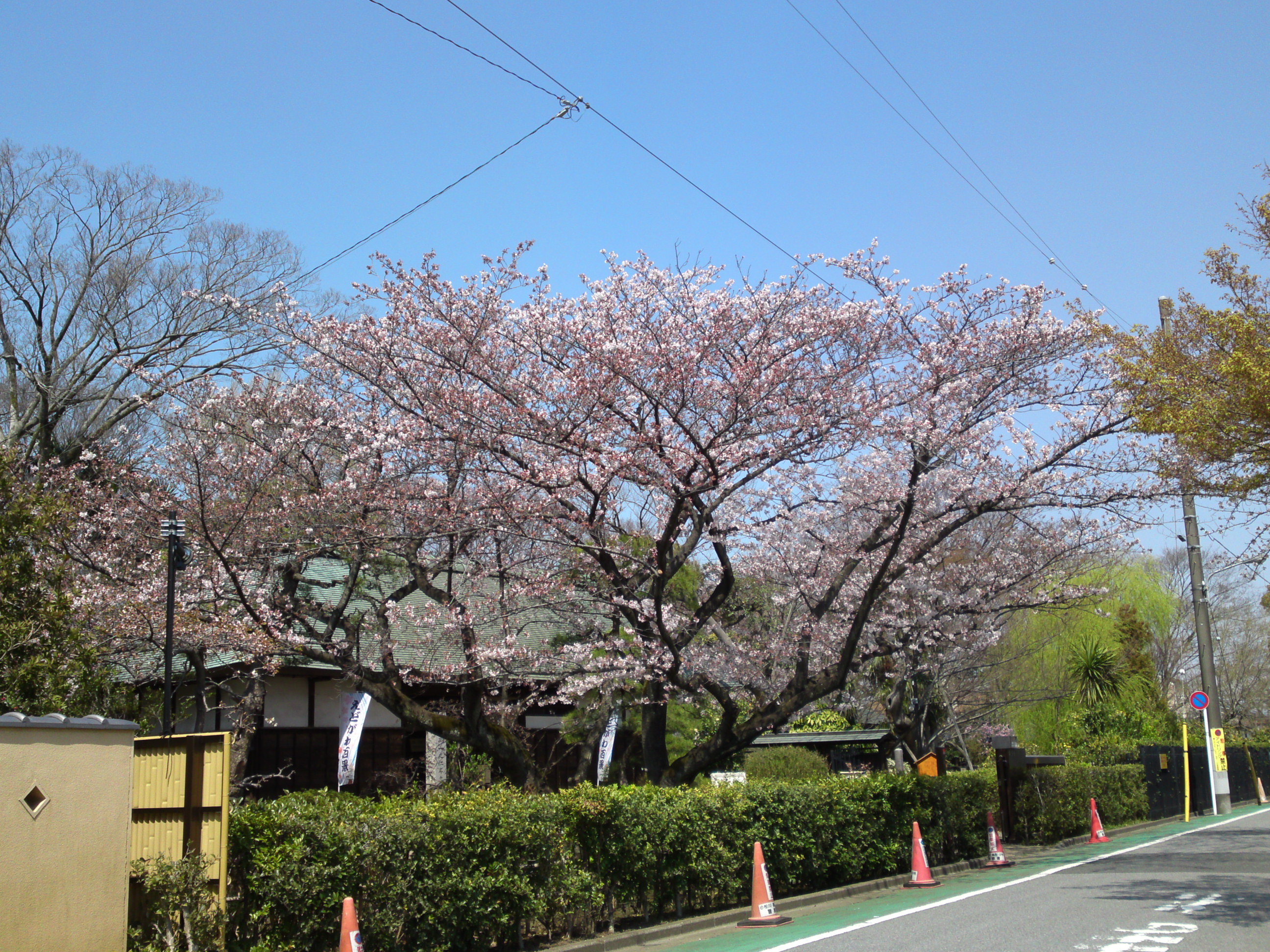 2017年春一之江名主屋敷に咲く桜の花２