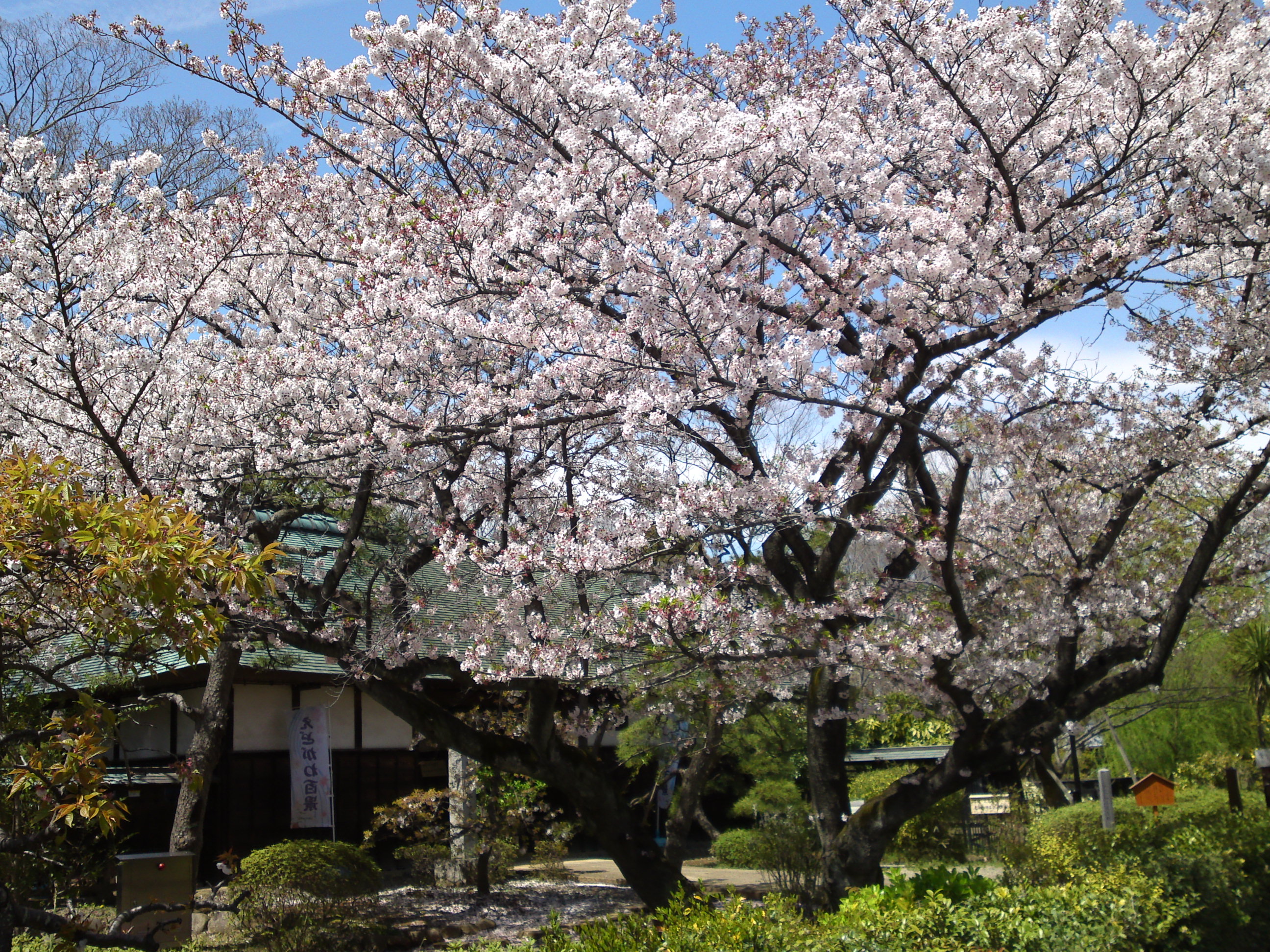 2017年春一之江名主屋敷に咲く桜の花４