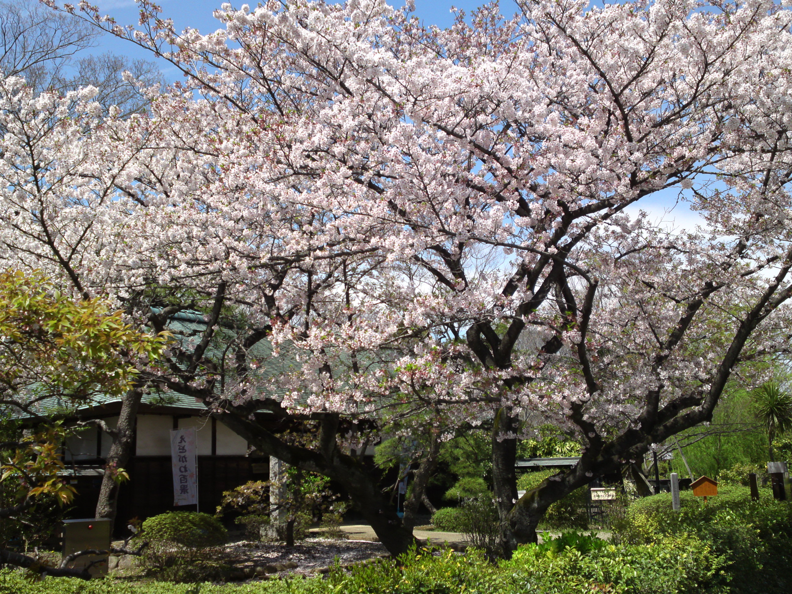 2017年春一之江名主屋敷に咲く桜の花５