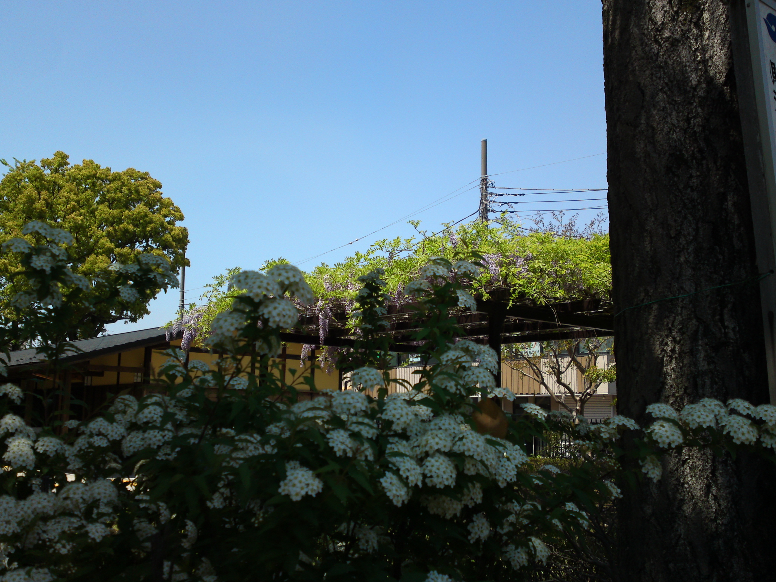 2018年一之江名主屋敷に咲く藤とコデマリの花１