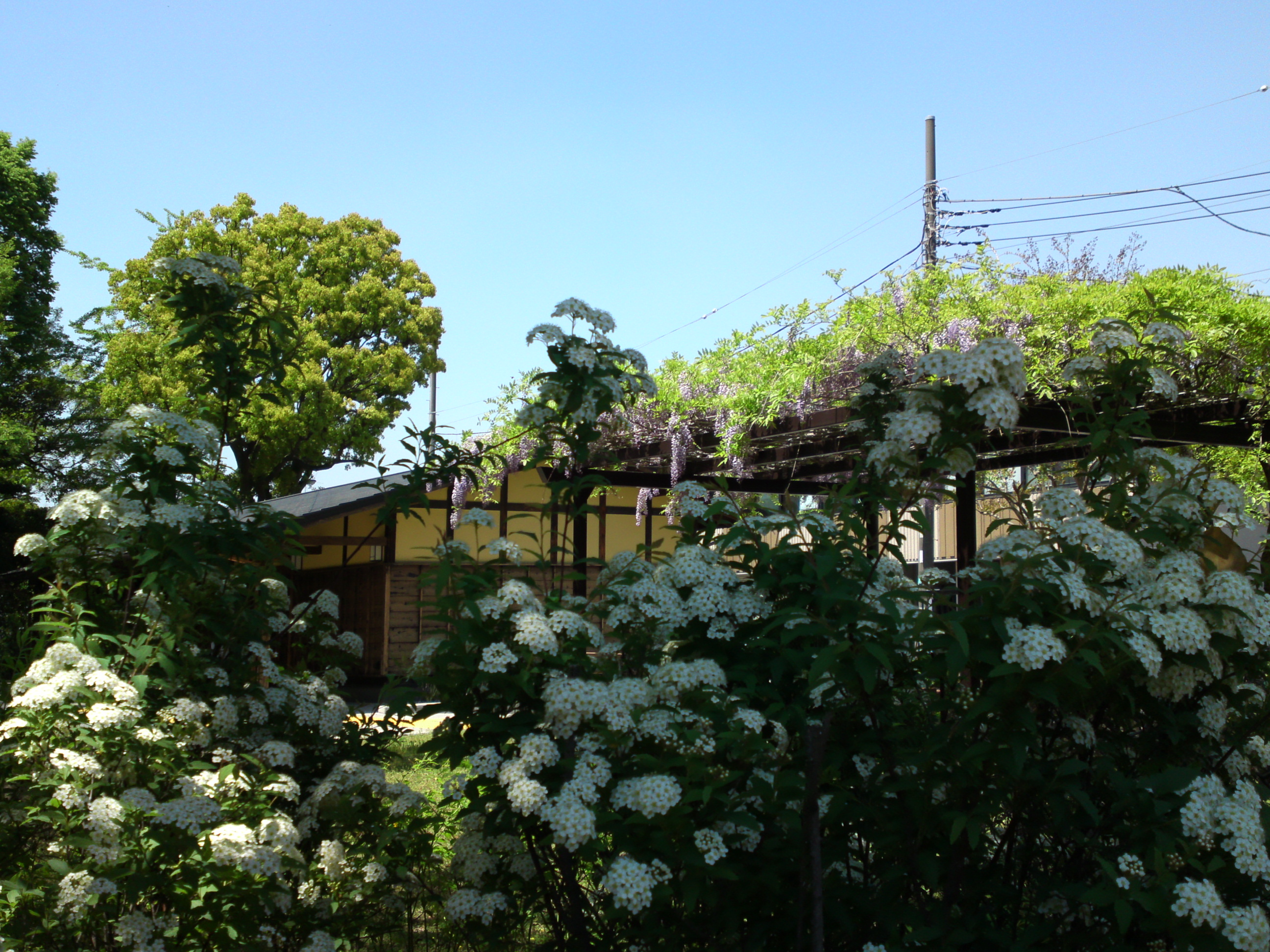 2018年一之江名主屋敷に咲く藤とコデマリの花２