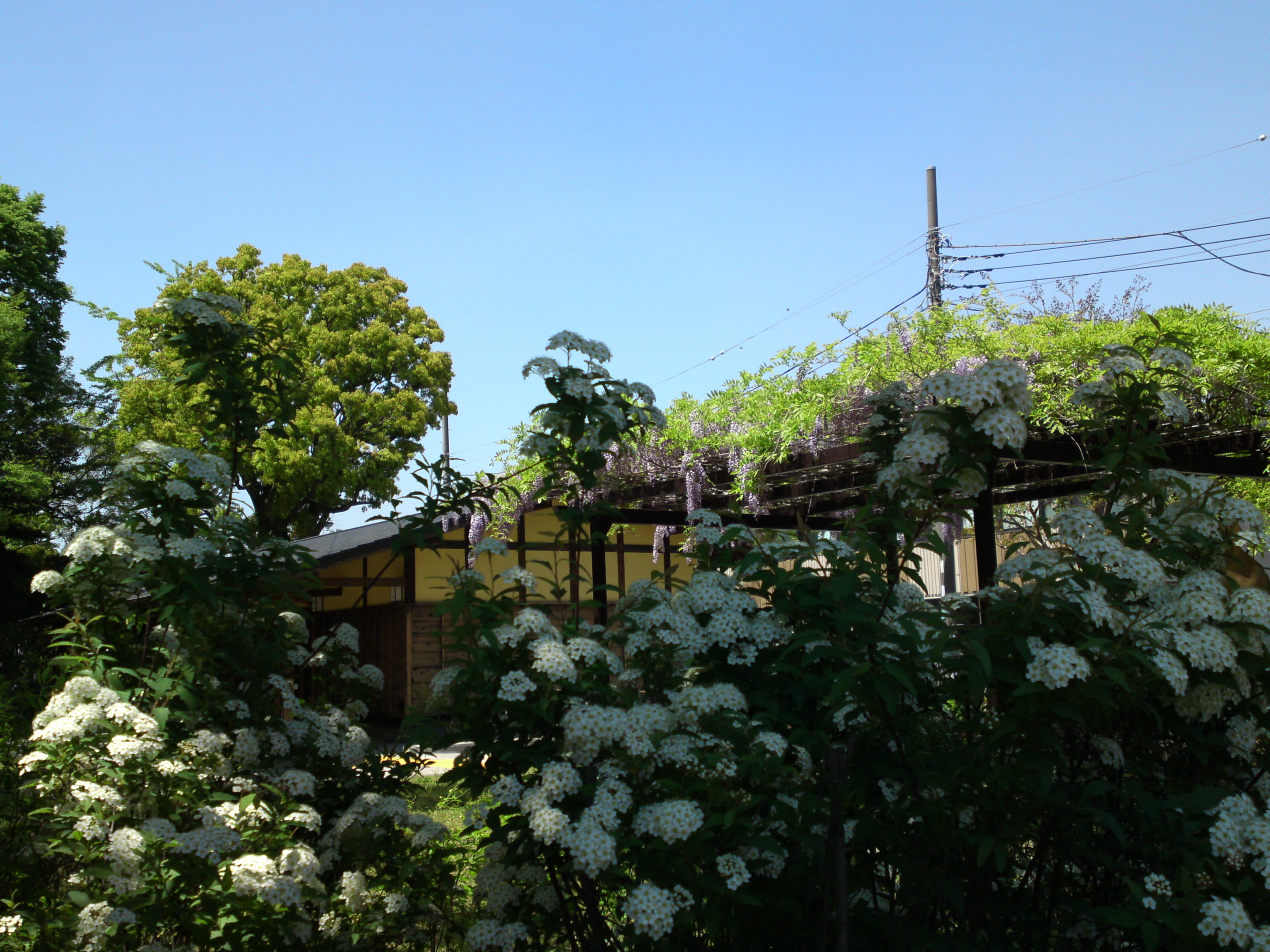 2018年一之江名主屋敷に咲く藤とコデマリの花３