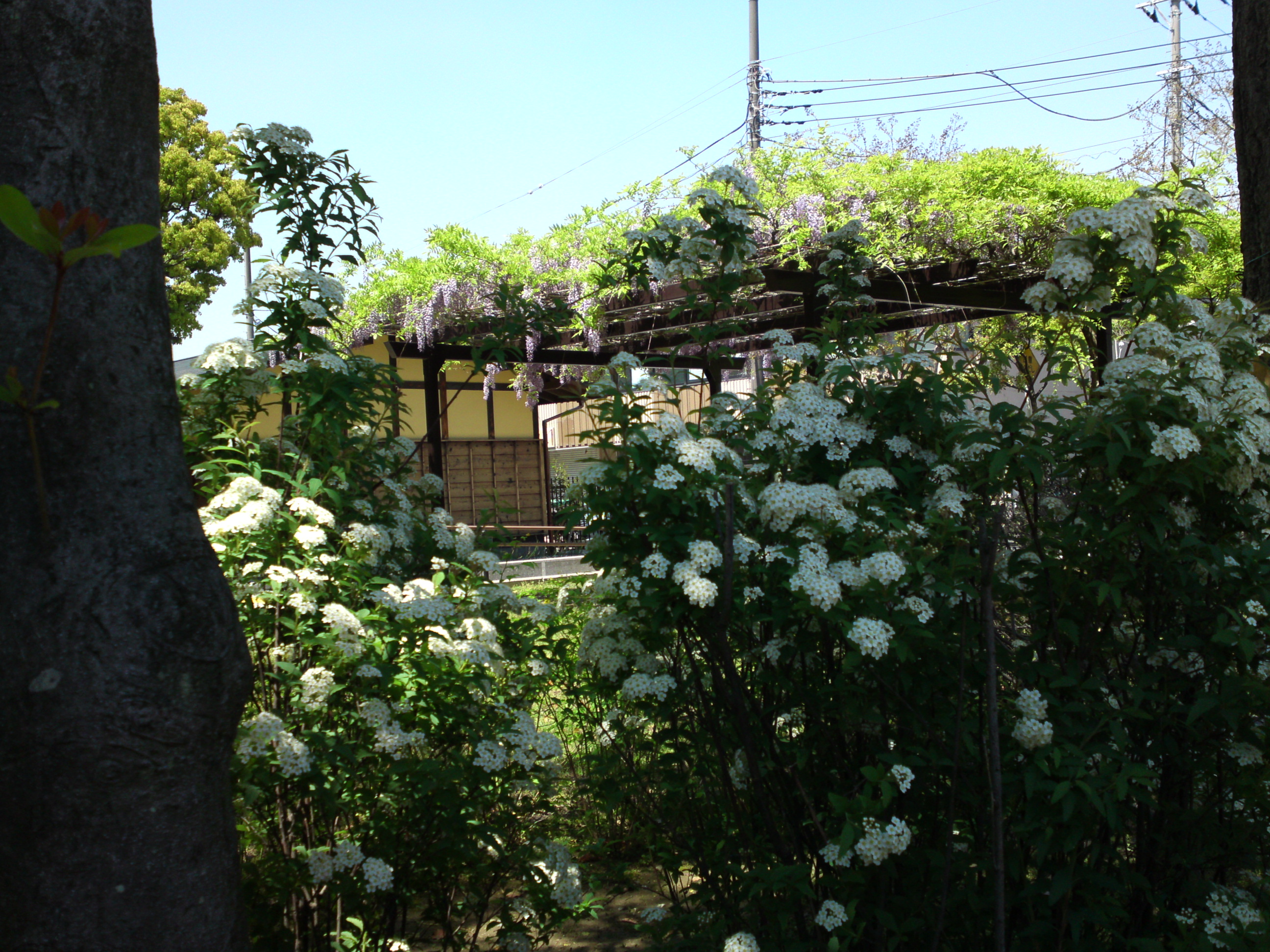 2018年一之江名主屋敷に咲く藤とコデマリの花４