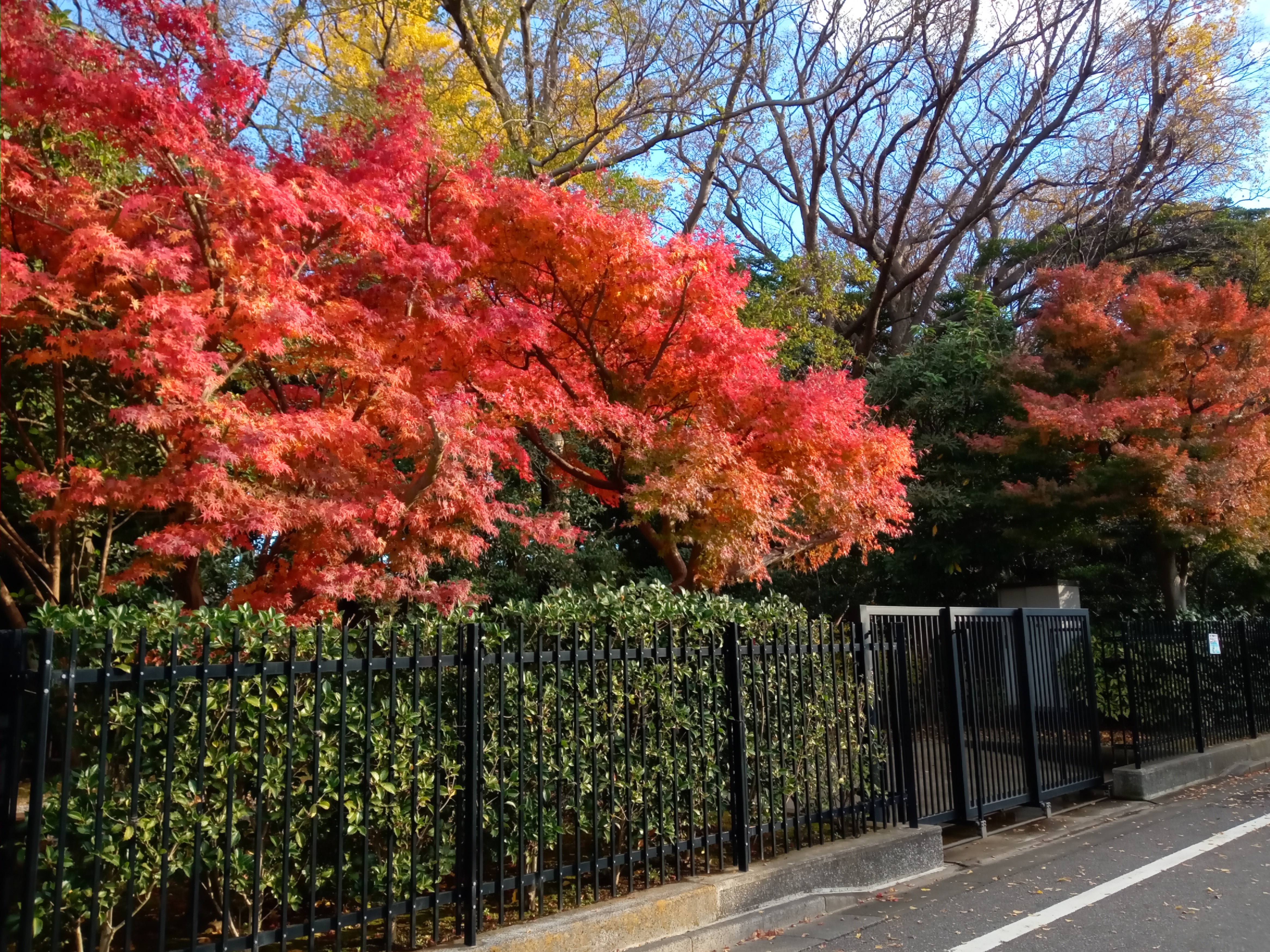 一之江名主屋敷の紅葉１