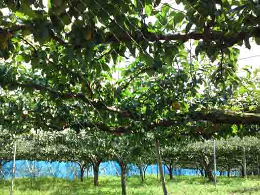 pear trees in a pear garden