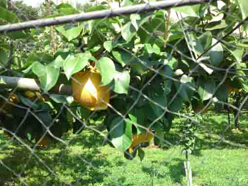 pears in a pear garden