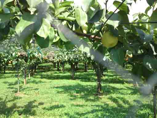 pears garden in Omachi