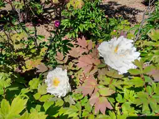 White peonies in Niibori Shakuyaku Park