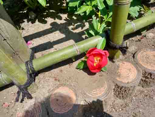 a red small peony in Niibori Park