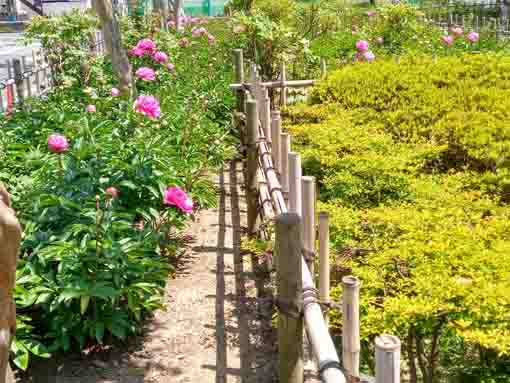 the peony garden in Niibori Syakuyaku Park 