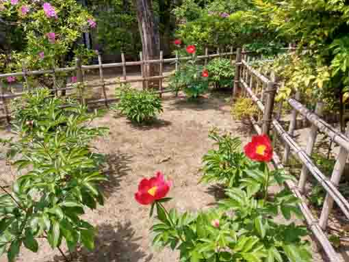 small red peonies in the garden