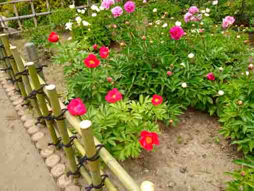 a peony garden in Niibori Peony Park