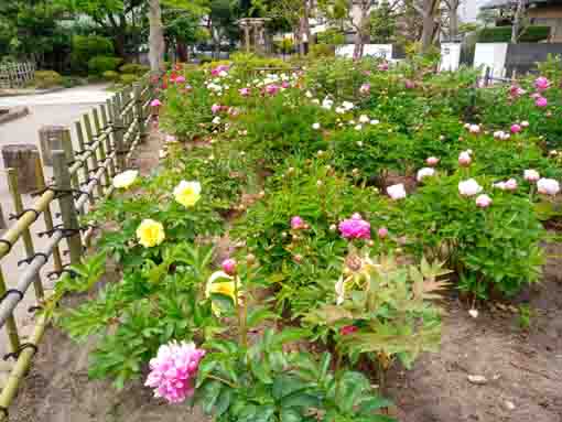 colorful peonies in Niibori Shakuyaku Park