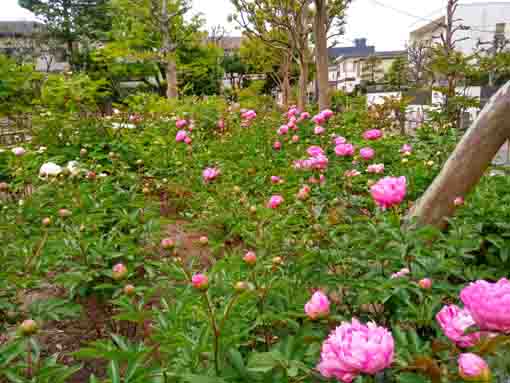 many pink peonies in Niibori Shakuyaku Park