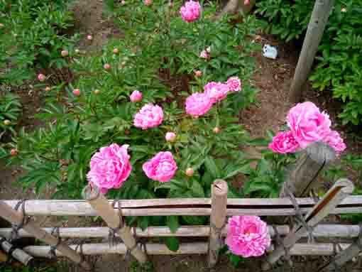 pink peonies by the fense in the park