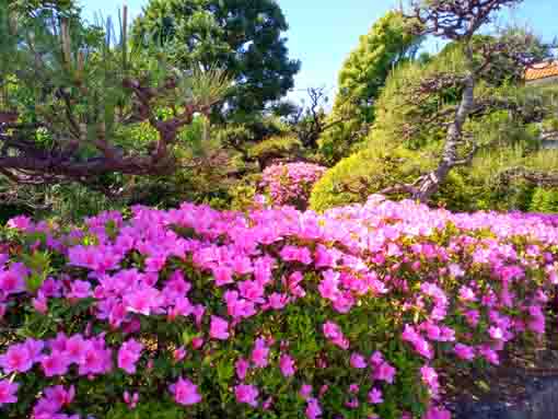 令和３年新堀庭園に咲くツツジの花②