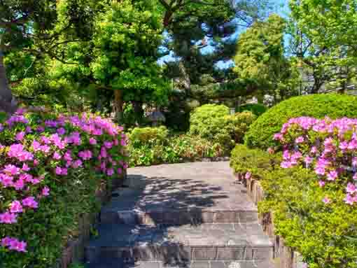 令和３年新堀庭園に咲くツツジの花④