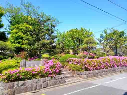 令和３年新堀庭園に咲くツツジの花③