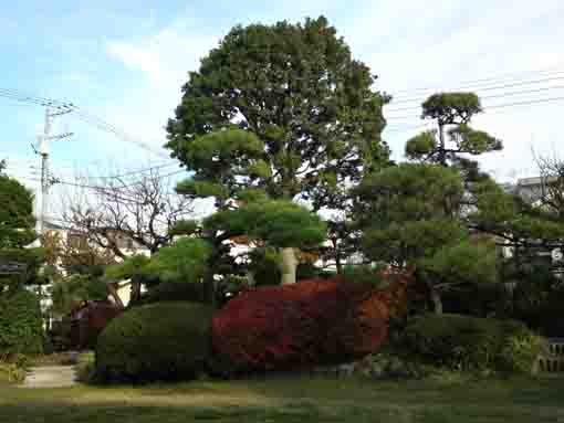 colored leaves in Shinbori Garden