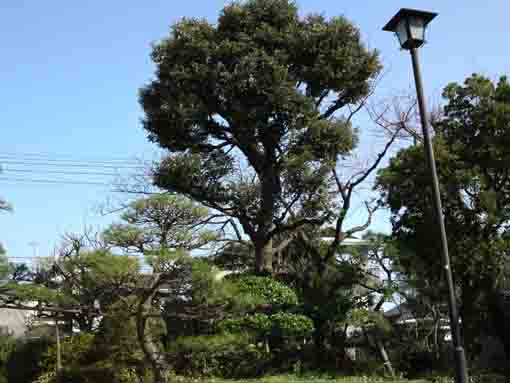 woods in Shinbori Teien Garden