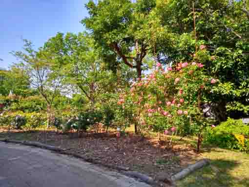 福栄いこいの広場公園のバラ園１