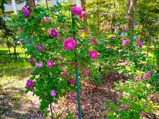 福栄いこいの広場公園を彩るバラの花1