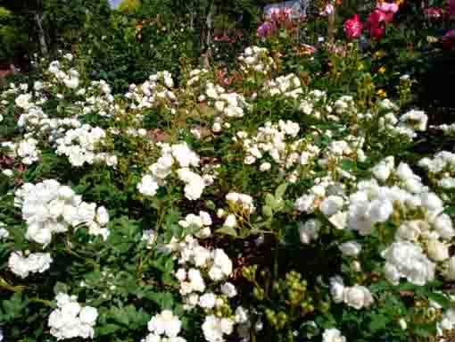 福栄いこいの広場公園を彩るバラの花2