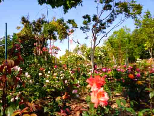 福栄いこいの広場公園のバラ園４