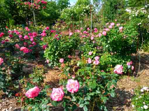 福栄いこいの広場公園に咲くバラの花２