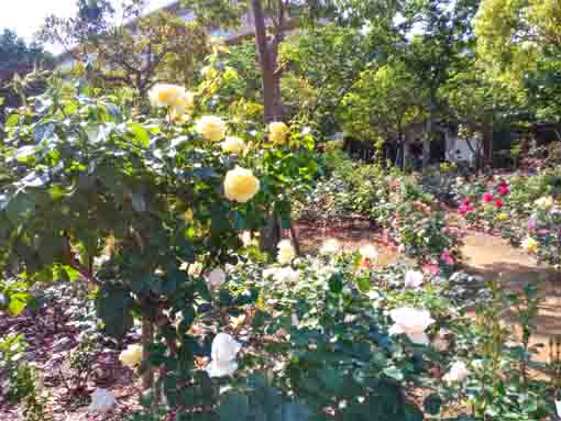 福栄いこいの広場公園に咲くバラの花３