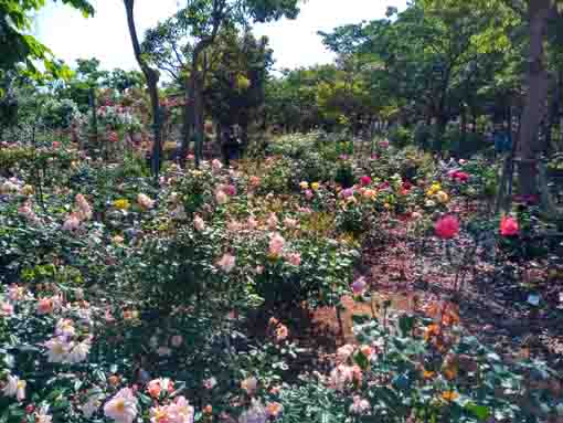 福栄いこいの広場公園に咲くバラの花４