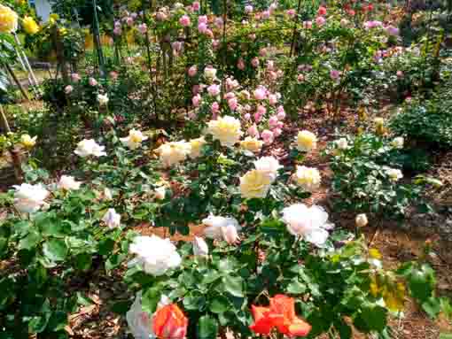 福栄いこいの広場公園を彩るバラの花4