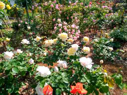 福栄いこいの広場公園に咲くバラの花５