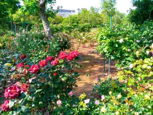 福栄いこいの広場公園に咲くバラの花６