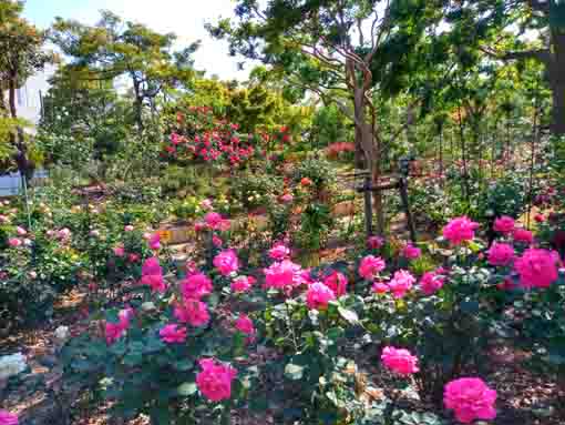 福栄いこいの広場公園を彩るバラの花5