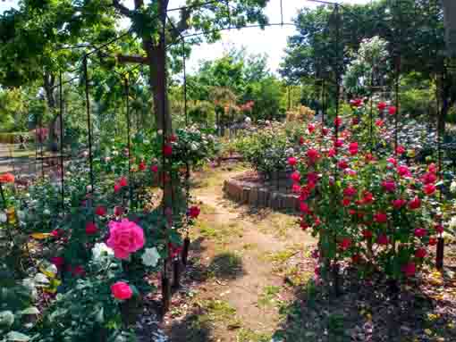 福栄いこいの広場公園に咲くバラの花9