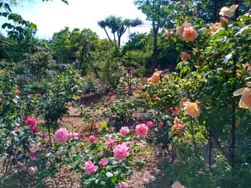 福栄いこいの広場公園に咲くバラの花１０