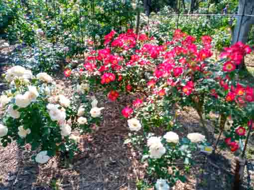 福栄いこいの広場公園を彩るバラの花7