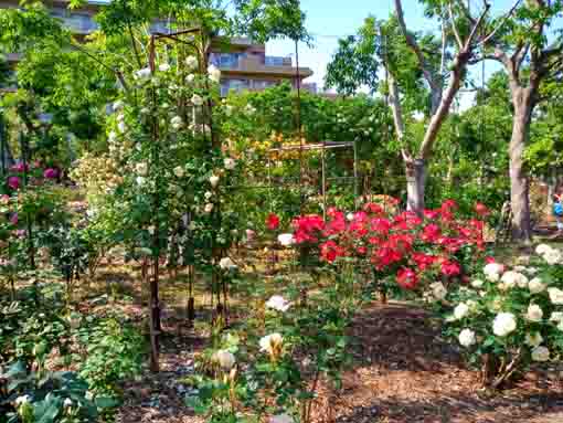 福栄いこいの広場公園を彩るバラの花8