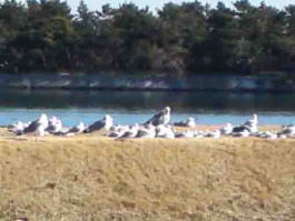 waterfowls on the bank