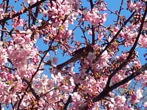 a gray starling on Kawazu Zakura