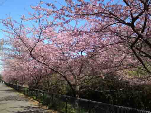 Cherry trees in Gyotoku Suburban Green Zone