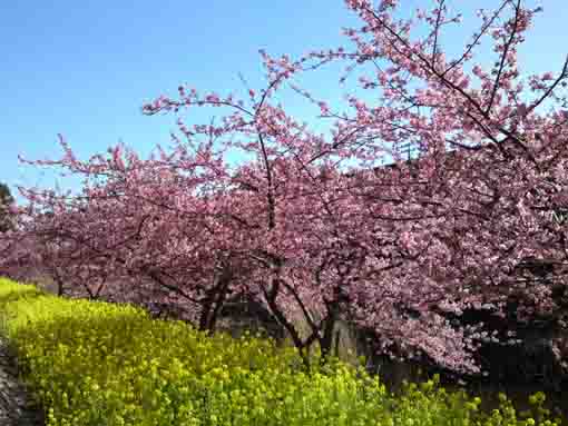 Niihama Yacho no Rakuen