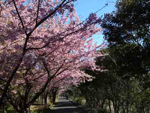 満開の河津桜の並木道