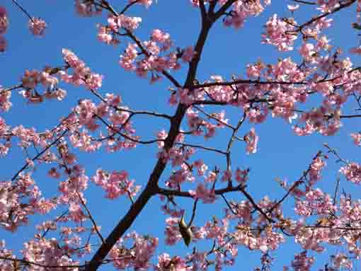 the branches of Kawazu Sakura