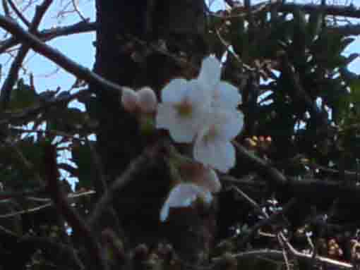 令和2年二之江神社のソメイヨシノの開花