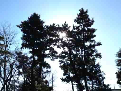 pine trees in Ninoe Jinja Shrine