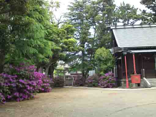 二之江神社のツツジの花
