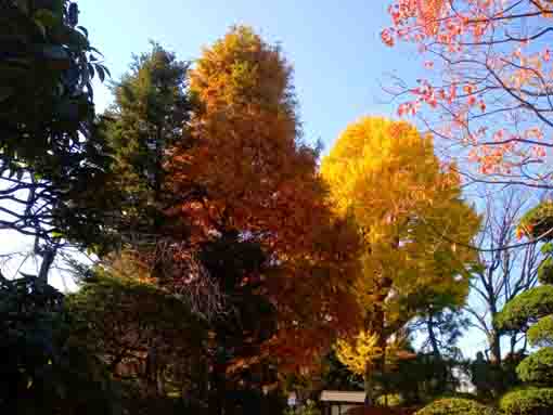 令和３年秋二之江妙勝寺の紅葉８